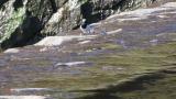 Foraging Japanese Wagtail