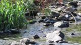 Foraging Japanese Wagtail