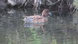 Foraging Eurasian Wigeon