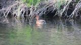 Foraging Eurasian Wigeon
