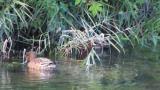 Foraging Eurasian Wigeons