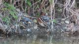 Foraging Eurasian Wigeon