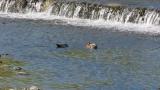 Foraging Eurasian Wigeons