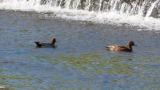 Foraging Eurasian Wigeons