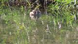 Little Grebe, preening, diving
