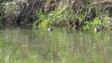 Little Grebe moving right-left wings interchangeably
