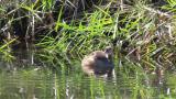 Little Grebe moving right-left wings interchangeably