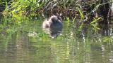 Little Grebe moving right-left wings interchangeably