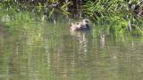 Little Grebe moving right-left wings interchangeably