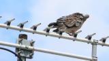 Oriental Turtle Dove, preening