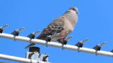 Singing Oriental Turtle Dove