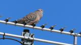Singing Oriental Turtle Dove