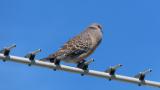 Singing Oriental Turtle Dove