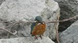 Common Kingfisher