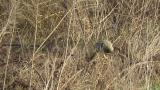 Short-eared Owl, preening