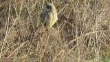 Short-eared Owl watching around