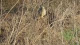 Short-eared Owl watching around