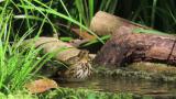 Olive-backed Pipit, bathing