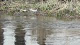 Foraging Common Sandpiper