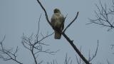 Perched Eastern Buzzard, preening