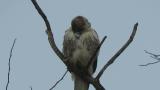 Perched Eastern Buzzard