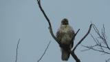 Perched Eastern Buzzard, some preening