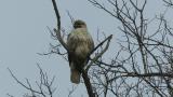 Perched Eastern Buzzard took flight