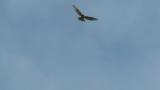 Eastern Buzzard in flight
