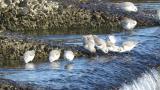Foraging Sanderlings