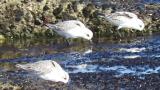 Foraging Sanderlings