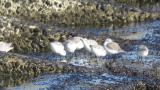 Foraging Sanderlings.  Reaction to waves.