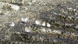 Resting Sanderlings