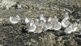 Flock of Sanderlings