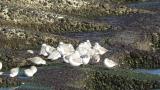 Flock of Sanderlings and reaction to waves
