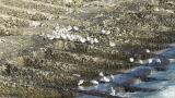 Flock of Sanderlings.  Some foraging.