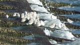 Flock of Sanderlings