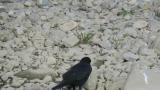 Foraging Carrion Crow