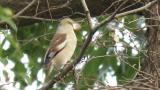 Foraging Hawfinch and defecation