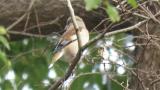 Hawfinch