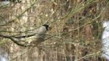 Foraging Japanese grosbeak