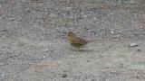 Foraging Black-faced Bunting