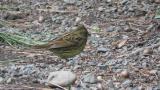Foraging Black-faced Bunting (eating seed)
