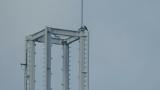 Peregrine Falcon perched on a tower