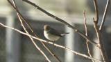 Red-breasted Flycatcher