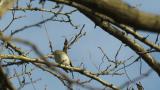 Red-breasted Flycatcher