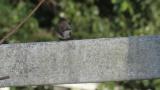 Red-breasted Flycatcher