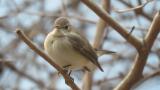 Red-breasted Flycatcher