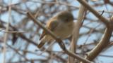 Red-breasted Flycatcher with call