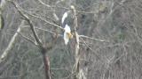 Steller's Sea Eagle, scratching and preening