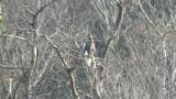 Steller's Sea Eagle, yawning?